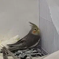 عروس هلندی سیامون دون خور و دستی