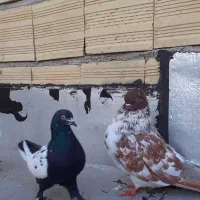 کبوتر تهرانی و لوتی|پرنده|باسمنج, |دیوار