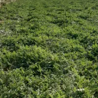 اجاره 5هکتار زمین کشاورزی|اجارهٔ دفتر صنعتی، کشاورزی، تجاری|فیروزآباد (فارس), |دیوار