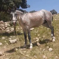سلام یک مادیان دو اسب۱۱۰ملکشاهی