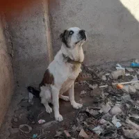 به خاطر  جابه  جایی  توله هشت ماهبه|سگ|گرگان, |دیوار