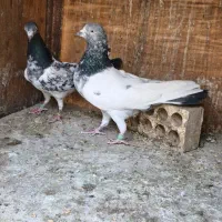 تعدادی کفتر تیدی اصل