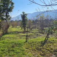 ۴۴۰۰متر زمین تنکابن،استخرسر،رهن واجاره جهت گلخانه.|اجارهٔ دفتر صنعتی، کشاورزی، تجاری|خرم‌آباد (تنکابن), |دیوار