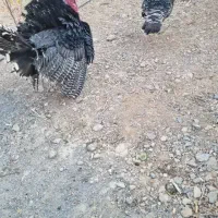 بوقلمون نر و ماده