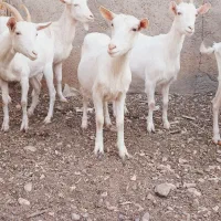 بز سانن اصیل|حیوانات مزرعه|خرمدره, |دیوار