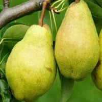 پیشفروش نهال گلابی درگزی|خدمات باغبانی و درختکاری|ایوان, |دیوار