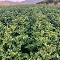 سیب زمینی بذری جلی ۴۰۳ و کارلیا ۴۰۲