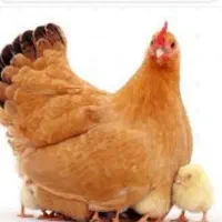 خرید و فروش مرغ و بوقلمون و اردک و....