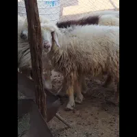 فروش سه عددمیش جوان|حیوانات مزرعه|لنده, |دیوار