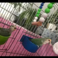طوطی برزیلی با جوجه|پرنده|الیگودرز, |دیوار