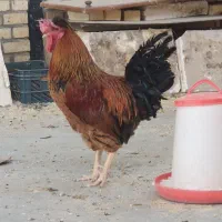 خروس جوان یک ساله|حیوانات مزرعه|ملکآباد, |دیوار