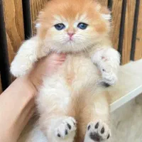 اسکای خرسی خانگی