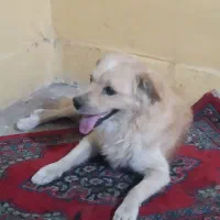 این سگ را دیشب گم کردم بیبیان شیرنیشو میدم