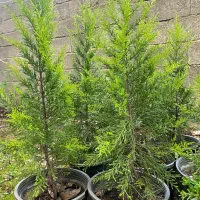 تعداد ۱۰ عدد لاوسون