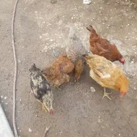 موغ تخم گذارو خروس