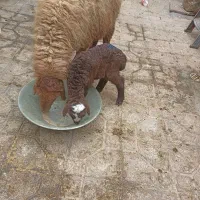 میش باره افشاری