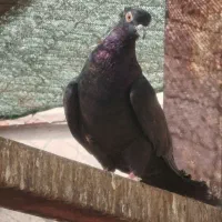 کفتر(کبوتر)|پرنده|بافق, |دیوار