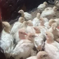 جوجه بوقلمون