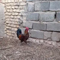 یک عددخروس جوان