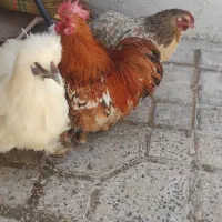 مرغ خروس کوشین و ابریشمی