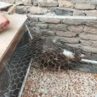 بوقلمون ماده