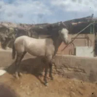 کره مادیون
