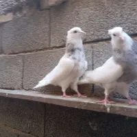 طوقی|پرنده|خورموج, |دیوار