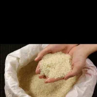 برنج صحنه کشت اول با بهترین پخت و عطر