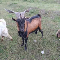 فروش بز نر آلپاین