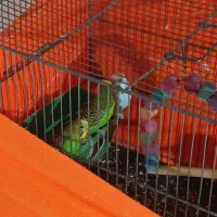 مرغ عشق با وسایل