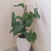 گل با گلدان سرامیکی ۱۰۰