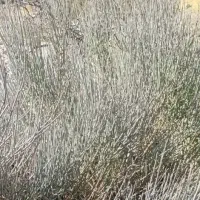 فروش گیاه افدرا