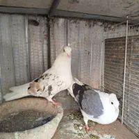 پشت هفت رنگ و سبز و زرد|پرنده|بیرجند, |دیوار