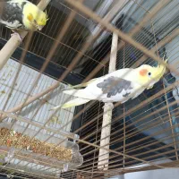 یه جفت عروس هلندی مولد