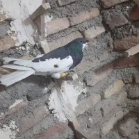 یال سیاه یقه بسته هوایی تنگ|پرنده|شیراز, بازار|دیوار