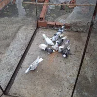 سلام دوستان عزیز چند تا کبوتر غریب خوب|پرنده|ساری, |دیوار