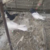 3تا ماده رنگی هوای ب شرط|پرنده|ملکآباد, |دیوار