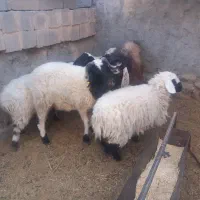 تعدادی بره ی نر  و یه چبش و شیشک درجه یک مخصوص تخم|حیوانات مزرعه|بیرجند, |دیوار