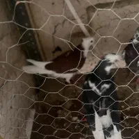 کفتر یا کبوتر