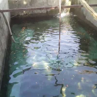 اجاره ۲هزار متر گلخانه پشت شهرک حسین آباد جیرفت|اجارهٔ دفتر صنعتی، کشاورزی، تجاری|جیرفت, |دیوار
