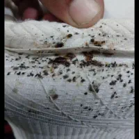 سمپاشی ساس و سوک وسایر جانوران موزی|خدمات نظافت|مشهد, کلاهدوز|دیوار