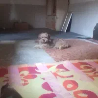 مادس با نر عوض میکنم