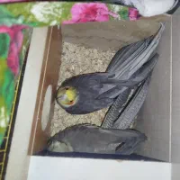 عروس هلندی|پرنده|باسمنج, |دیوار