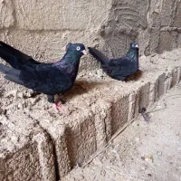 زاغ ابادانی درجه یک گناوه
