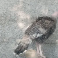 جوجه بوقلمون