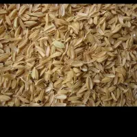 شلتوک برنج مرغوب ویژه گلخانه