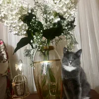 واگذاری گربه