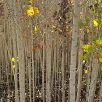 فروش نهال صنوبر ترکیه و کبود