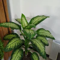 گل دیفن باخیا|گل و گیاه طبیعی|رباط‌کریم, رباط‌کریم|دیوار