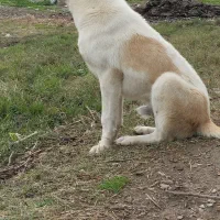 فروش سگ|سگ|کردکوی, |دیوار